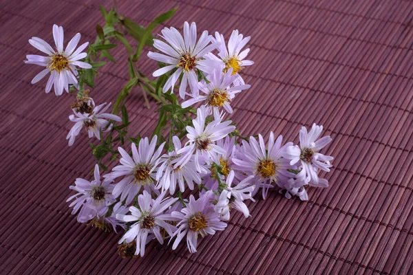 Primo Piano Incredibili Fiori Fiore — Foto Stock