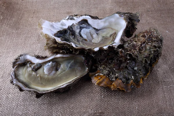 牡蠣と牡蠣を袋に入れて開ける — ストック写真