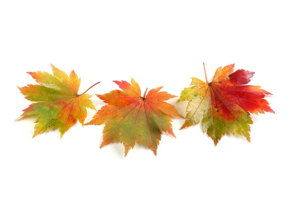 Close Fallen Autumn Leaves — Stock Photo, Image