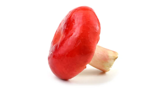 Cogumelo Russula Isolado Branco — Fotografia de Stock