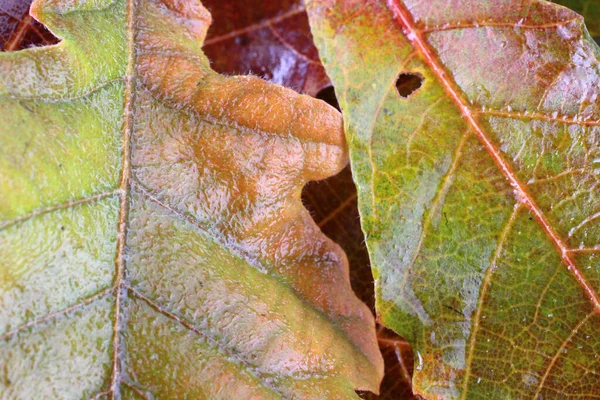 Gros Plan Des Feuilles Automne Contexte Texturé — Photo