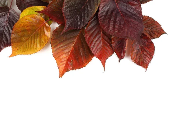 白い背景にブラックベリーの秋の葉 — ストック写真
