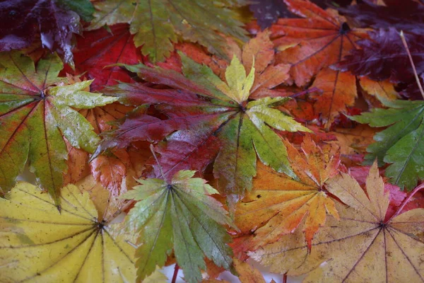 Nahaufnahme Von Herbstblättern Texturierter Hintergrund — Stockfoto