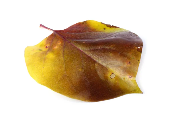 Close Van Heldere Herfstbladeren — Stockfoto