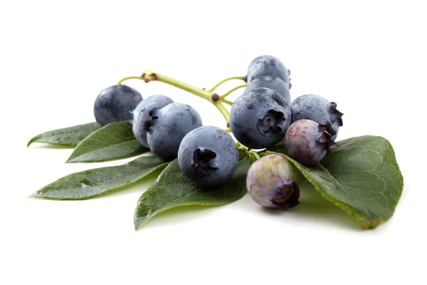 Close Fresh Blueberry Harvest Isolated White — Stock Photo, Image