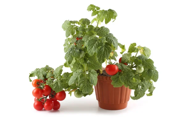 Tomate Cerise Pot — Photo