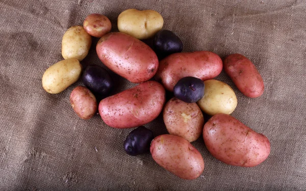 Nahaufnahme Der Kartoffelernte — Stockfoto