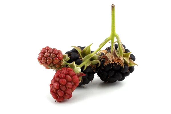 Nahaufnahme Der Ernte Frischer Brombeeren — Stockfoto