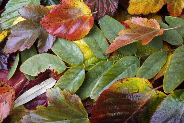 Primer Plano Las Hojas Otoño Fondo Texturizado — Foto de Stock