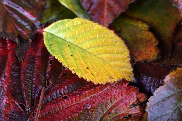 Nahaufnahme Von Herbstblättern Texturierter Hintergrund — Stockfoto