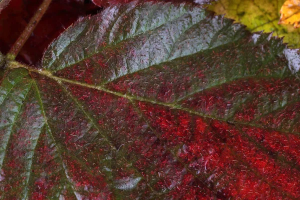 Makro Záběr Podzimních Listí — Stock fotografie