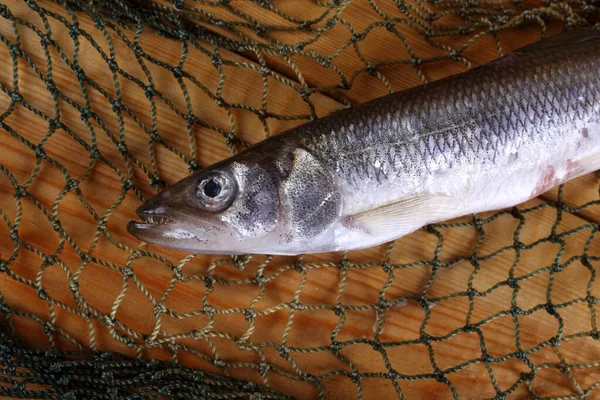 Big Pacific Smelt Peixes Rede Osmerus Mordax — Fotografia de Stock