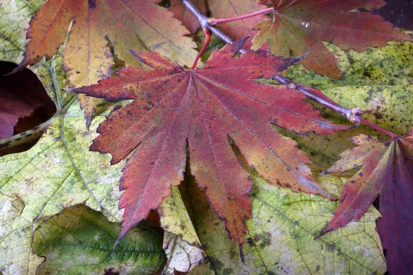 Fechar Folhas Outono Caídas — Fotografia de Stock