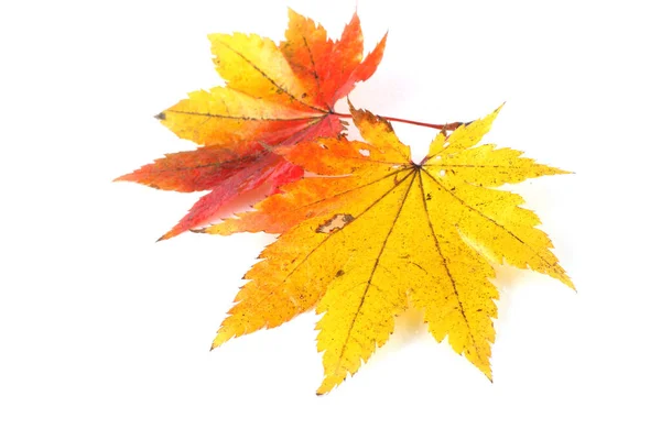 Hojas Otoño Aisladas Sobre Fondo Blanco — Foto de Stock