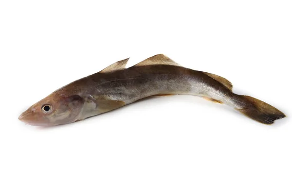 Bacalao Azafrán Aislado Blanco — Foto de Stock