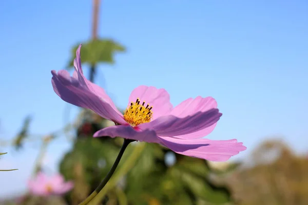 Närbild Fantastiska Blommande Blommor — Stockfoto