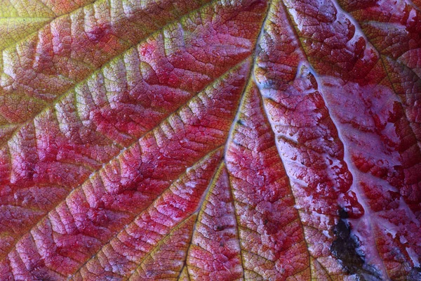Jesienny Strzał Makro Liści Teksturowane Tło — Zdjęcie stockowe