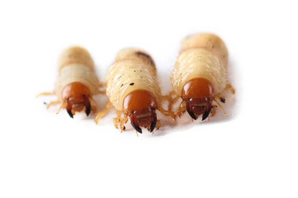 Larva Chafer Isolada Branco — Fotografia de Stock