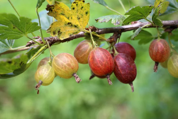 Bund Frische Stachelbeeren Mit Blättern — Stockfoto