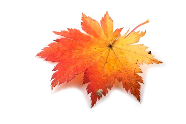 Autumn Maple Leaves Isolated White Background Stock Image