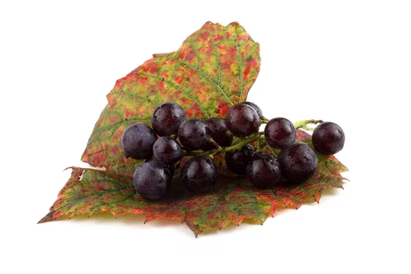 Grape Autumn Leaf Wine Grape Variety Red Wine — Stock Photo, Image