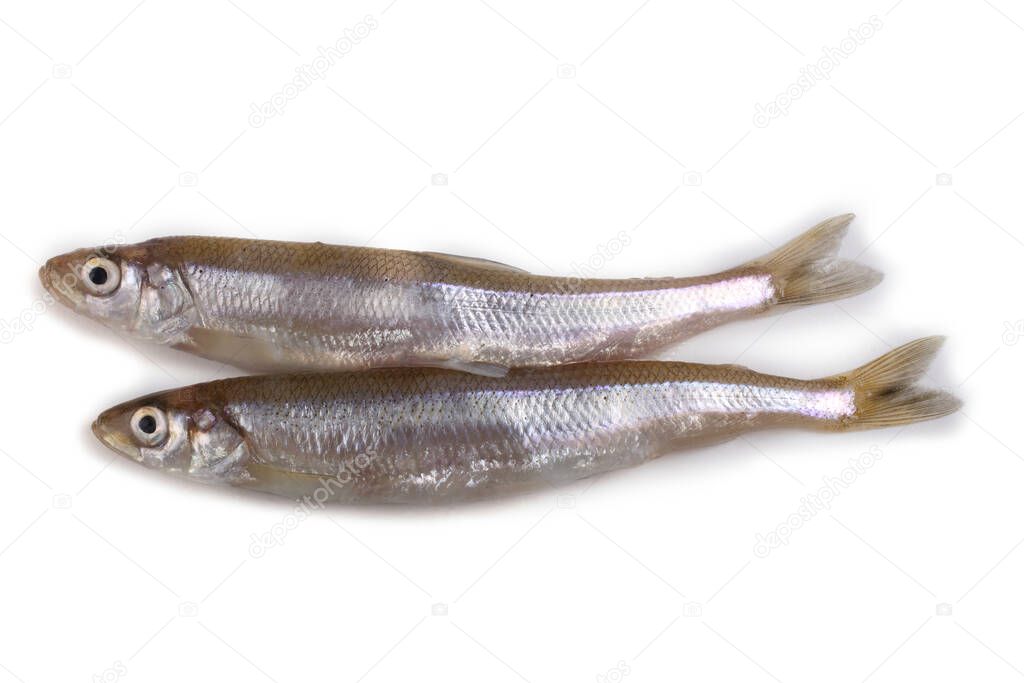 Asian smelt fish isolated on white