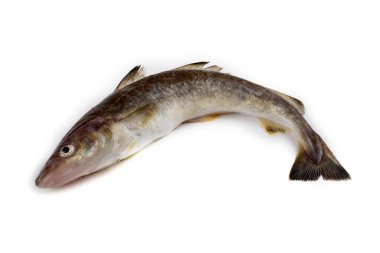 Safran morina balığı beyazda izole edilmiş.