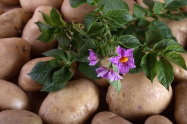 Patates hasadını kapat.