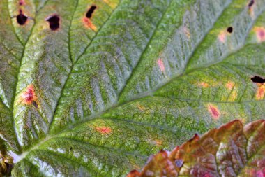 Sonbahar yapraklarının makro çekimi