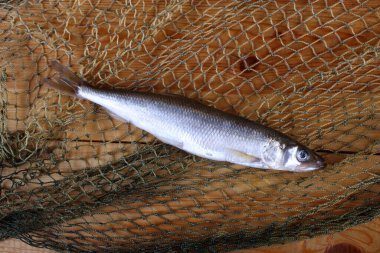 İnternette balık eridi. Osmerus mordax