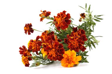 beyaz arkaplanda izole edilmiş kadife çiçekleri