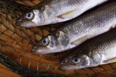 İnternette balık eridi. Osmerus mordax