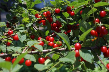 Nanking kirazı yetiştiriyorum. Uzak Doğu lezzeti