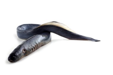 Lamprey balığı. - Vampir. Balık kanı içiyor. Bu balık çok lezzetli.