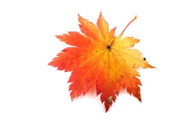 Sonbahar akçaağaç yaprakları beyaz arkaplanda izole edilmiş