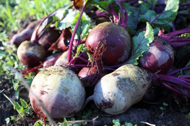 Taze pancar ve yeşil filizler.