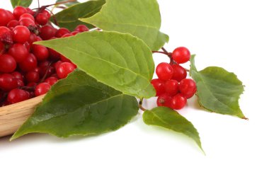 Ahşap tabakta Schisandra çingenesi