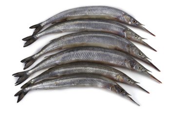 Garfish beyazda izole edilmiş.