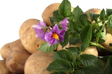 Patates, yaprak ve çiçekler.