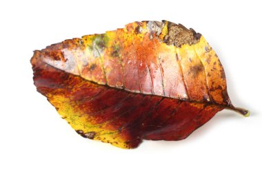 sonbahar yaprakları beyaz arkaplanda izole