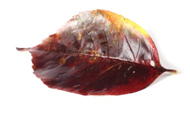 sonbahar yaprakları beyaz arkaplanda izole