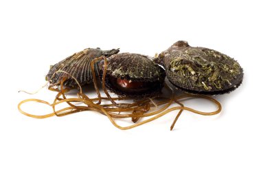 Deniz tarakları ve algalar beyaz üzerine izole edilmiş