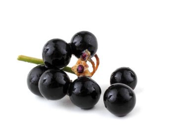 Avrupa siyah itüzümü beyaz üzerine izole