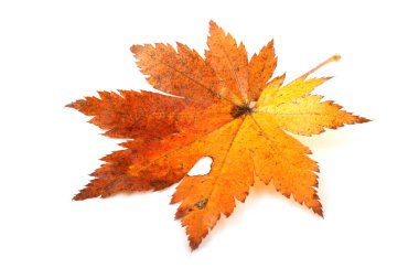 Sonbahar akçaağaç yaprakları beyaz arkaplanda izole edilmiş