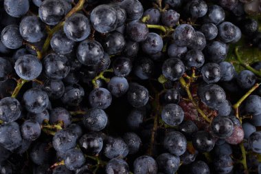 Akçaağaç yapraklarındaki taze üzümler