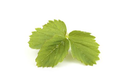 beyaz arkaplanda yeşil yapraklar izole