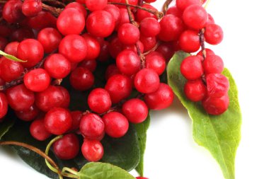 Schisandra Chinensis beyazı izole etti