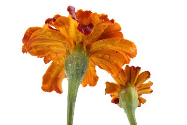 beyaz arkaplanda izole edilmiş kadife çiçekleri