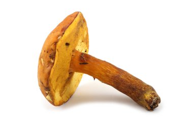 Beyaz arka planda izole edilmiş boletus edulis mantarları.