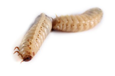 Yeşil gül chafer larvası. Yararlı bir böcek. Larvalar toprağı geliştirir (geri dönüşüm organikleri)